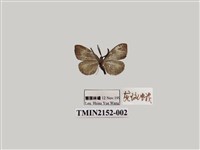 藏品(灰斑蛾)的圖片